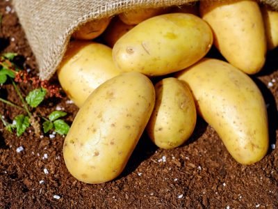 Potatoes Vegetables Erdfrucht Bio 144248 144248 Scaled Rsdg45ec09o9v9brs92cdlf65nmumcp4ehnfhq7ws8